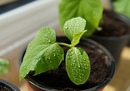 Как заработать на рассаде: с нуля до первого дохода на своем участке