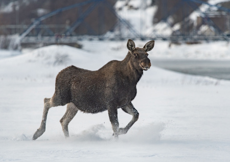 Названа дистанция, которую нужно держать при встрече с лосем