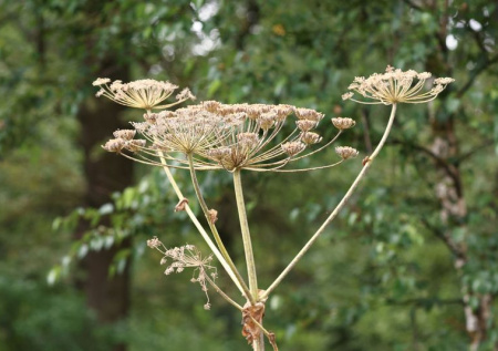 Эколог назвал главную опасность американского клена и борщевика Сосновского