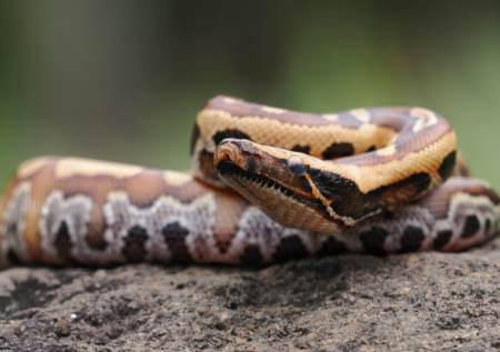 Почти стокилограммовый питон признан самой длинной дикой змеей