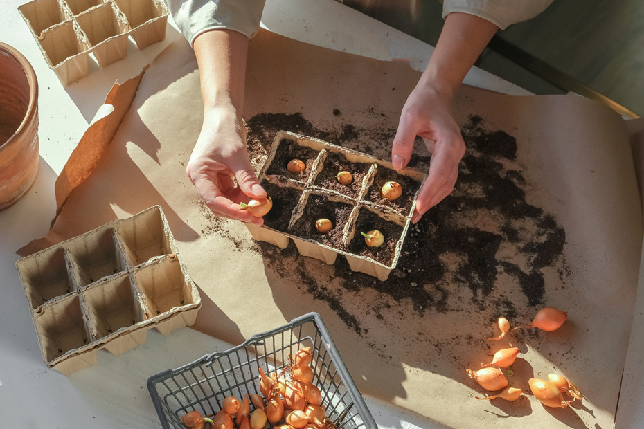 Выбор культур: самые ходовые и выгодные цветы и овощи для продажи