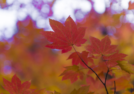 Американский клен поставили в один ряд с борщевиком