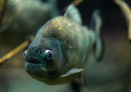 Пираньи устроили кровавую расправу на популярном пляже в Аргентине