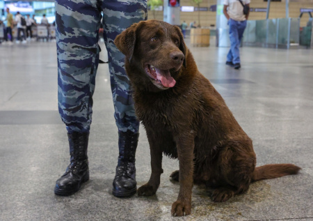 Пытавшийся вылететь из России австралиец попался на контрабанде
