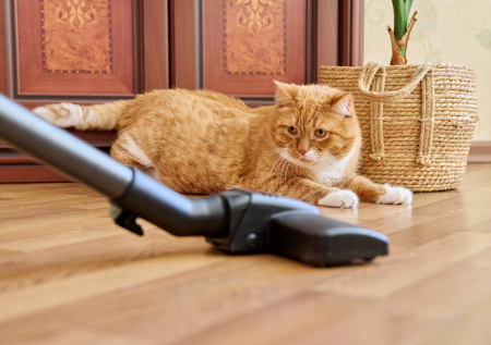 Россиянам дали советы, как снизить стресс питомца от уборки пылесосом