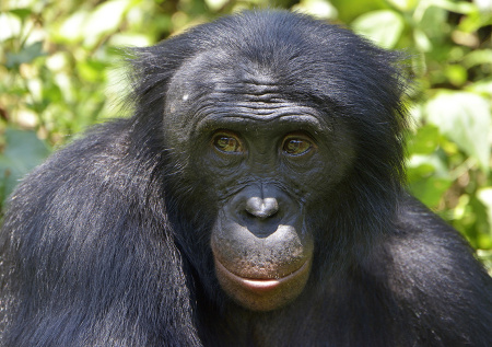 Ученые выявили признаки воображения у человекообразных приматов