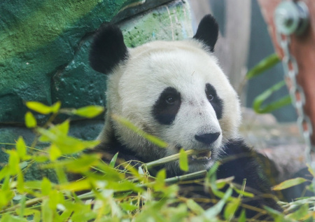 Панда Катюша в зоопарке Москвы: последние новости 6 февраля, фото, видео