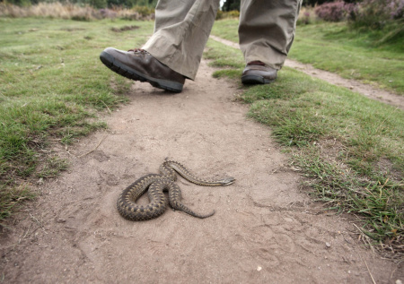 Москвичам рассказали, когда в столице проснутся змеи