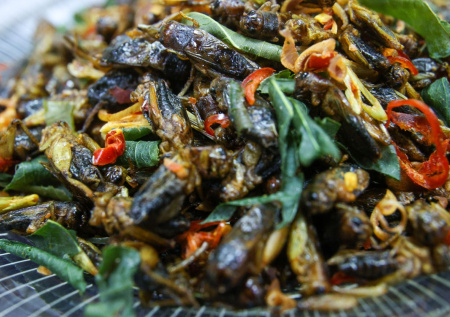 Во Франции провалился амбициозный проект по производству еды из насекомых