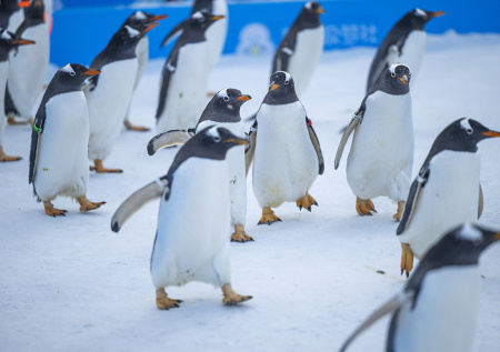 В Китае прошел парад пингвинов в галстуках и бабочках