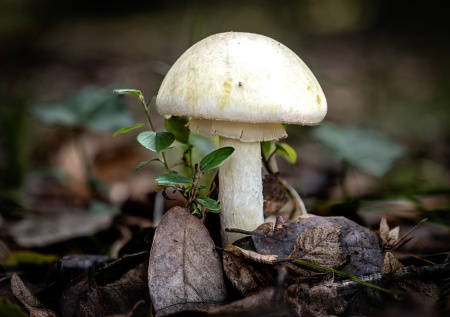 Четверо человек съели странные грибы и не выжили