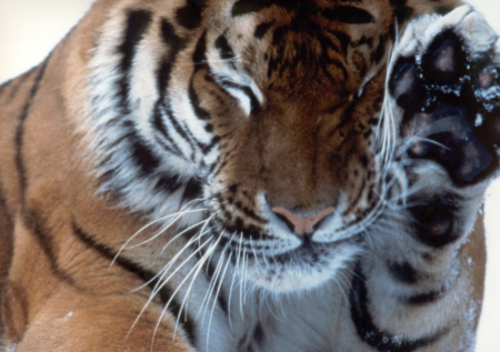 Тигренок в Приморье провел «смертельную драку» с травинкой