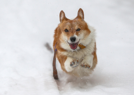 Кинолог развеял мифы о восприятии мира собаками