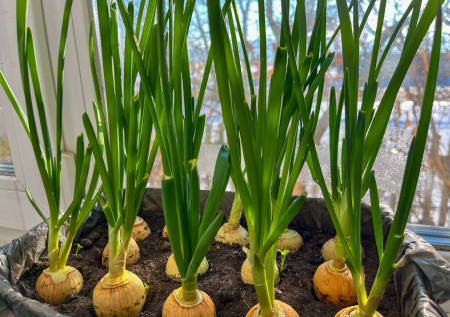 Где лук растет быстрее: проверяем два способа выгонки и выбираем лучший