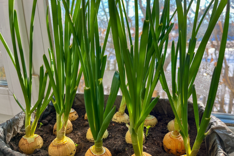 Выгонка лука на перо в воде и грунте: какой способ эффективнее