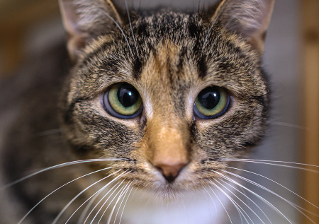 В Петербурге устроили судебную тяжбу из-за кошки