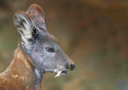 В России пресекли контрабанду мускуса саблезубых оленей