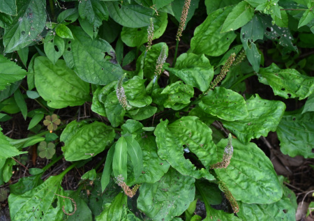 В Британии нашли дешевую замену «Оземпику»