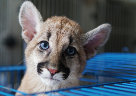 Россиянин завел пуму, но вскоре пожалел