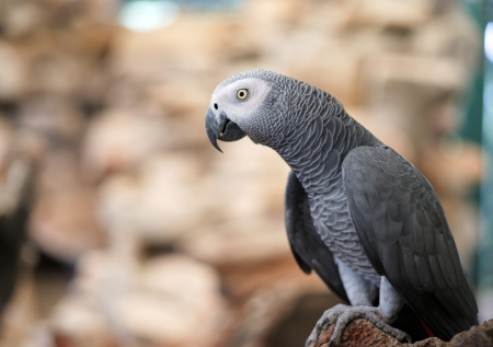 Попугай помог полицейским раскрыть запутанное убийство