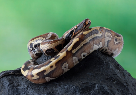 Петербуржец предстанет перед судом за поджог трех удавов