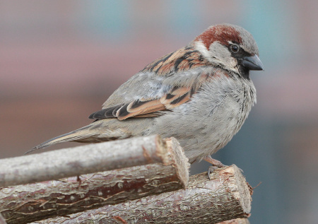 Орнитолог рассказала, почему перепись воробьев необходима