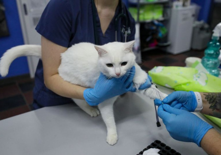 Ветеринар объяснил, как защитить животное от бешенства