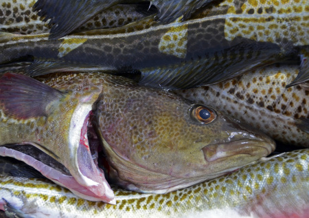 В Баренцевом море резко сократился запас трески из-за изменения климата
