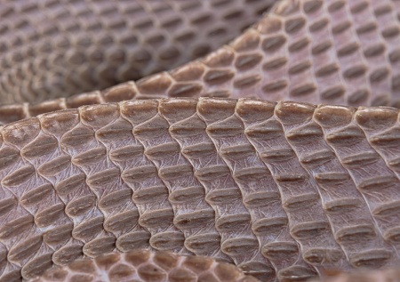 Пропавшая девушка оставила после себя змеиную кожу