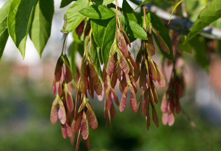 Чем опасны и откуда взялись ясенелистный клен и борщевик в России