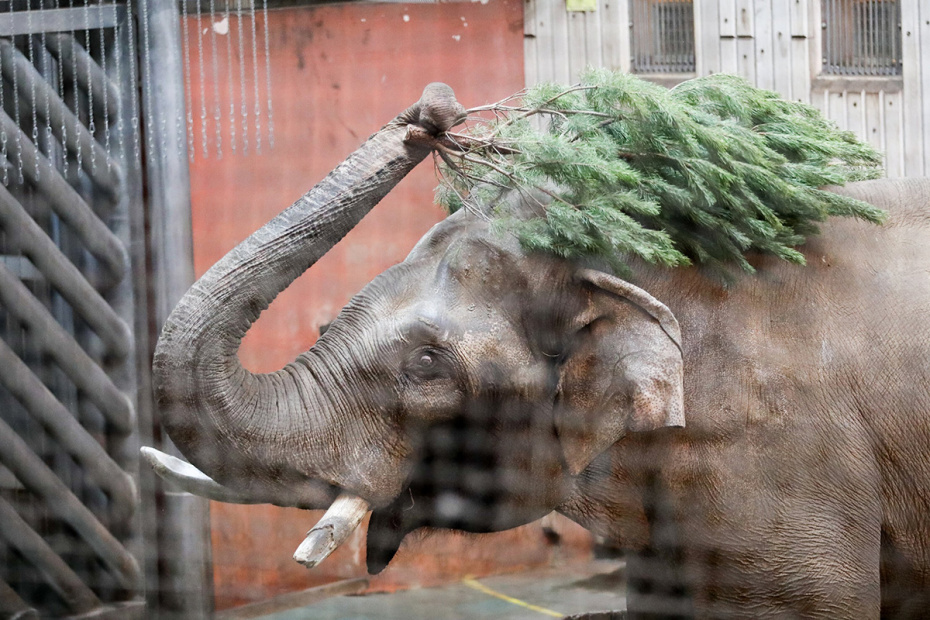 Слон в вольере Московского зоопарка во время кормления елями