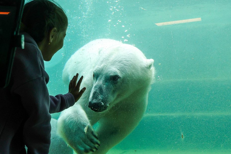 Белая медведица Айка купается в бассейне в вольере Московского зоопарка