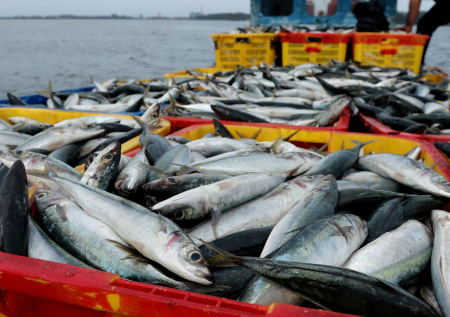 В России произошел обвал вылова иваси
