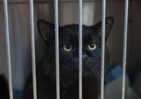 Московский двор превратился в «кладбище домашних животных»