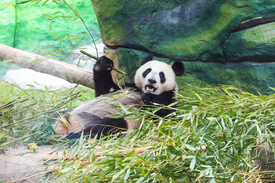 Панда Катюша в павильоне «Фауна Китая» в Московском зоопарке