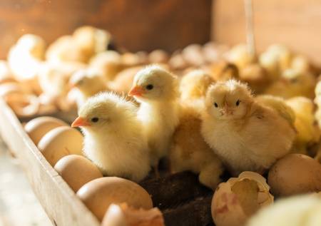 В российском регионе обнаружили цыплят с опасной для человека бактерией