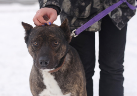 Кинолог выступил против идеи ввести налог на выгул собак