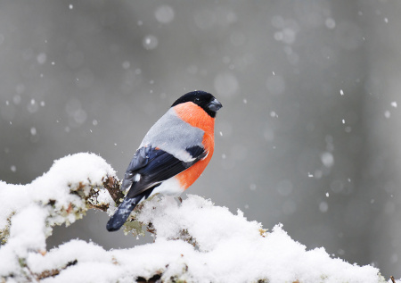 Погода в Москве в четверг, 12 февраля: ждать ли снегопада и сильного ветра