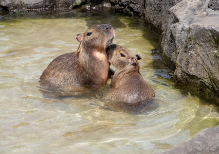 В России займутся размножением капибар из Перу
