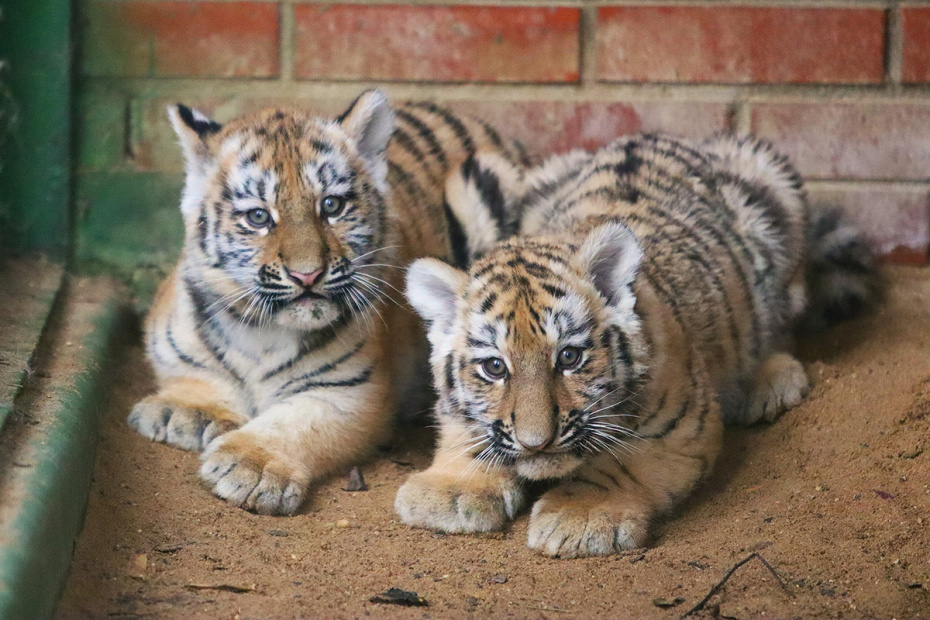 Самец и самка амурского тигра, появившиеся на свет в центре воспроизводства редких видов животных Московского зоопарка