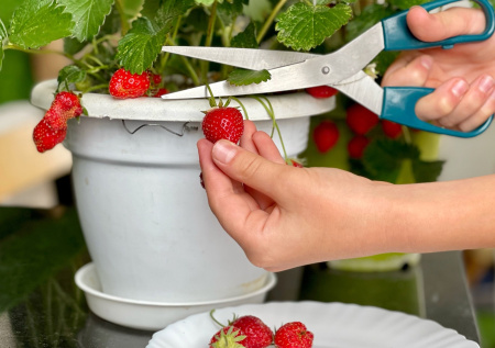 Ягоды во сне приносят прибыль: разбираем сны