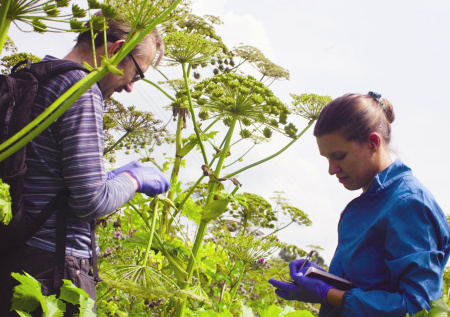 Чем опасны и откуда взялись ясенелистный клен и борщевик в России
