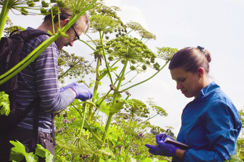 Чем опасны и откуда взялись ясенелистный клен и борщевик в России