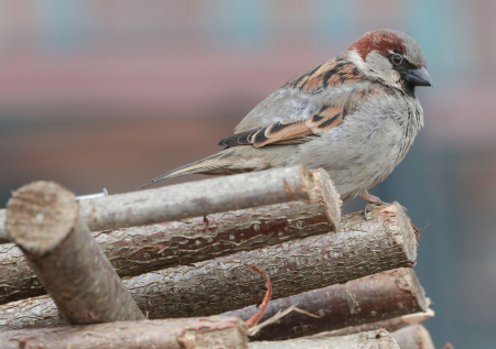 Подсчитано точное количество воробьев в России
