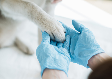 В Москве хаски погибла из-за неисправного фонарного столба