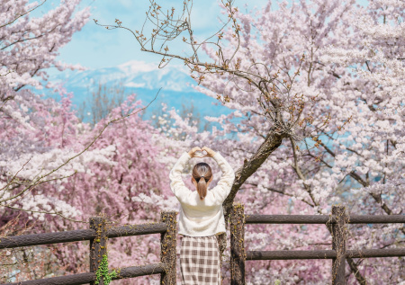Тревел-блогер рассказала, когда можно увидеть цветение сакуры в Японии