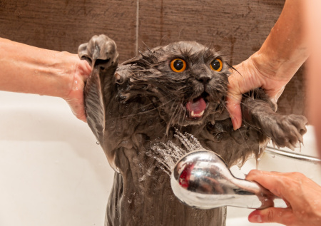 Зоопсихолог рассказала, как мыть кошку без стресса для нее