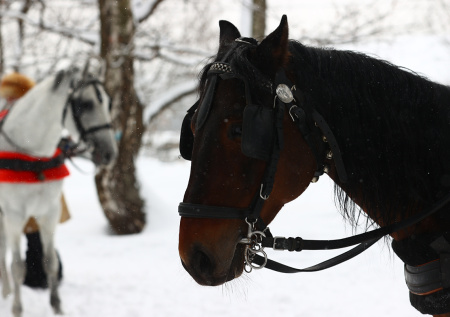 Роспотребнадзор ответил, грозит ли России новый «лошадиный» вирус из Швеции