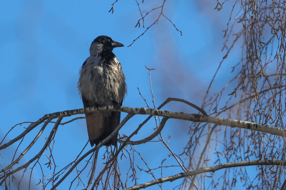 Приметы о погоде в феврале