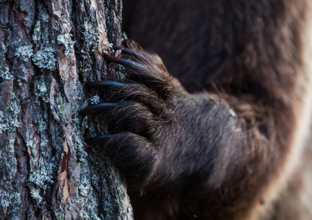 Моряк пытался тайно провезти в Россию лапы медведя ради супа